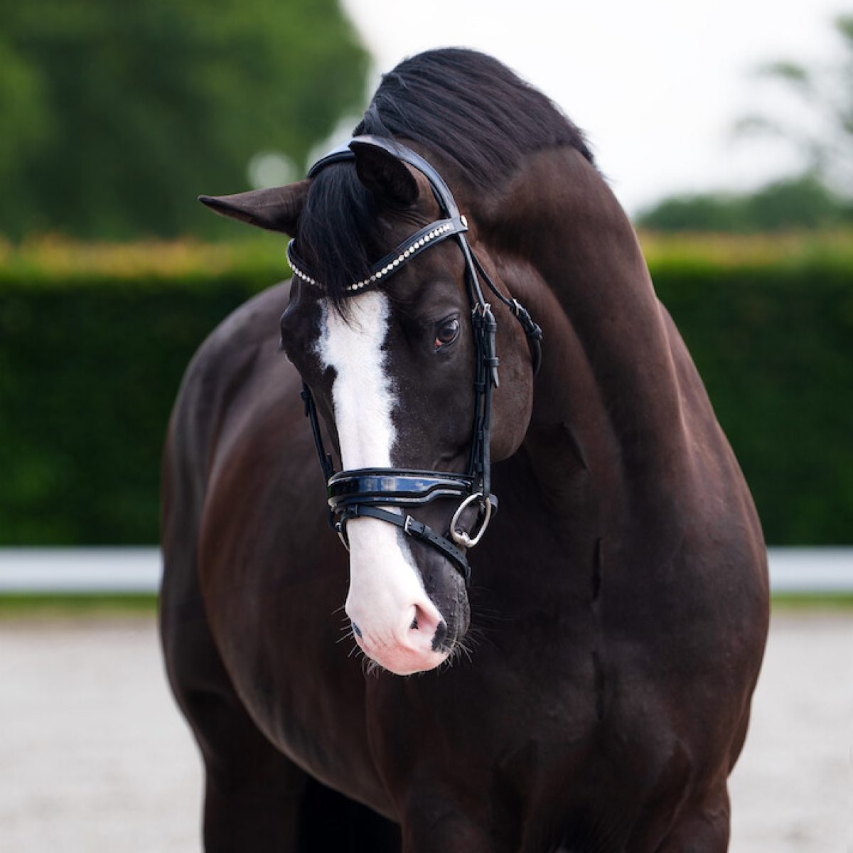 florence-herrent-paardenfotografie-verkoopfotografie-portret-4